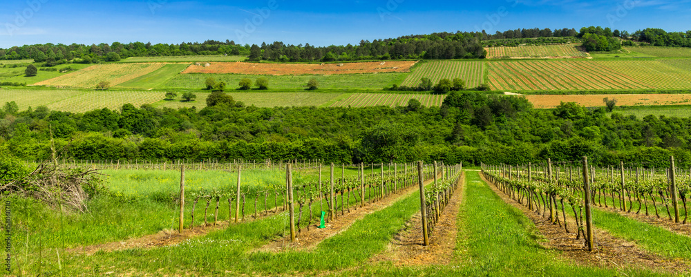 vignes de Hautes Côtes