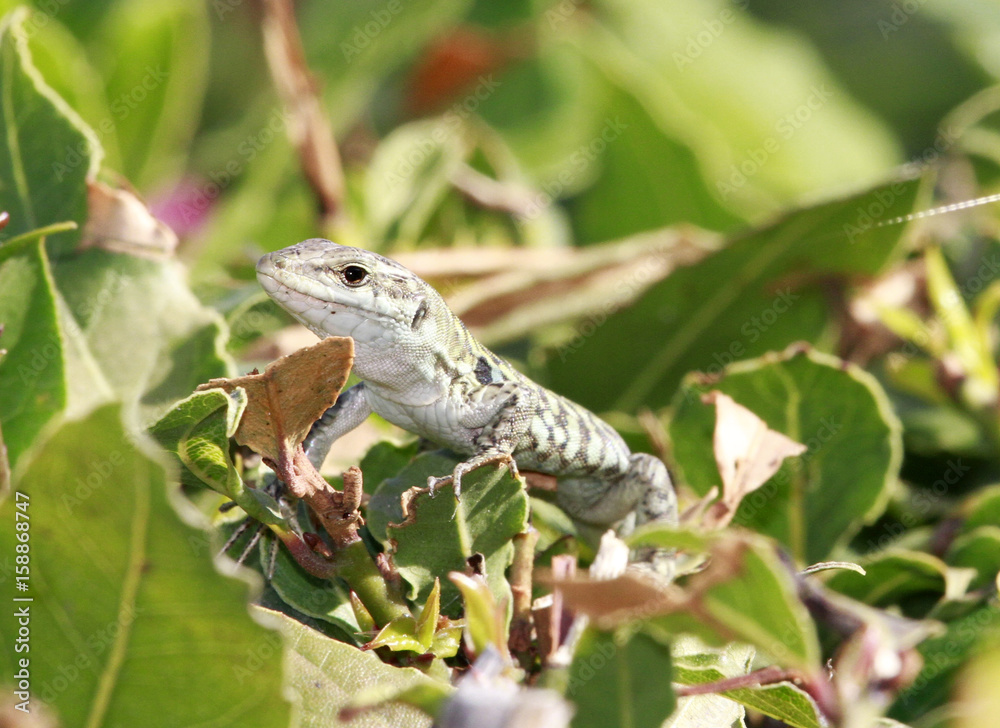 Fototapeta premium Eidechse