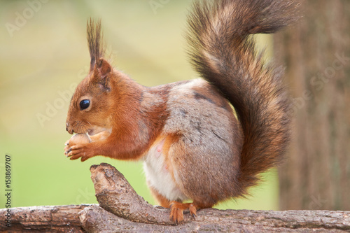 Red squirrel sitting on the trunk of tree and sniffs a nut