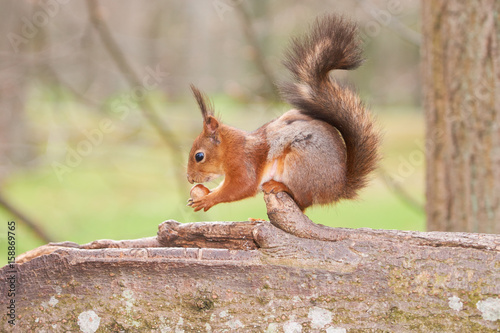 Red squirrel holds a nut in paws and sniffs it © anatmari