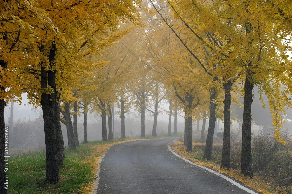 A country road with ginkgo trees in the morning