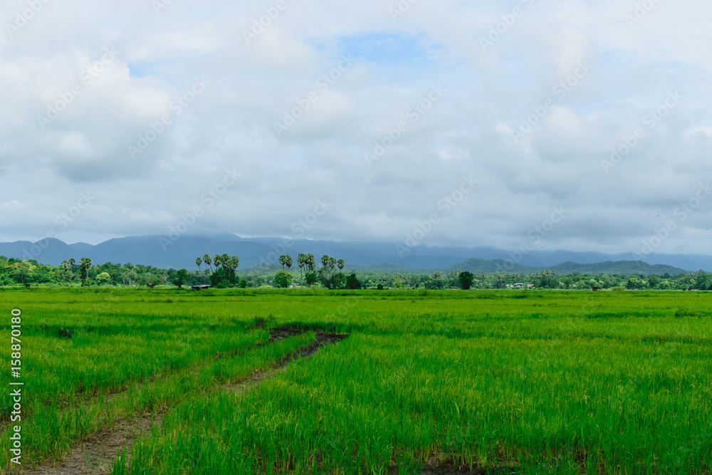 Green rice fields Among the mountains And clouds in the sky