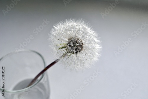 Dandelion  dandelion in a glass of water on grey background