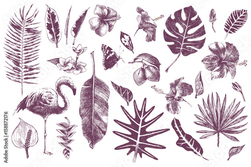 Fototapeta Naklejka Na Ścianę i Meble -  Hand drawn tropical leaves, flowers and flamingo
