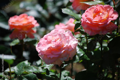Tableau sur toile Blooming Pink Roses in a Rose Garden