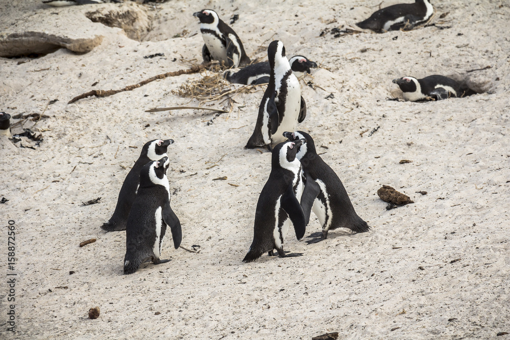 Fototapeta premium Cute penguins together on Boulders beach, Cape Town
