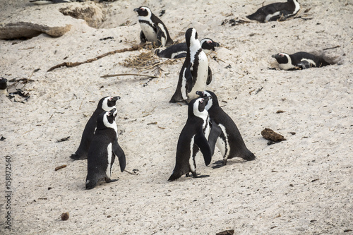 Cute penguins together on Boulders beach, Cape Town