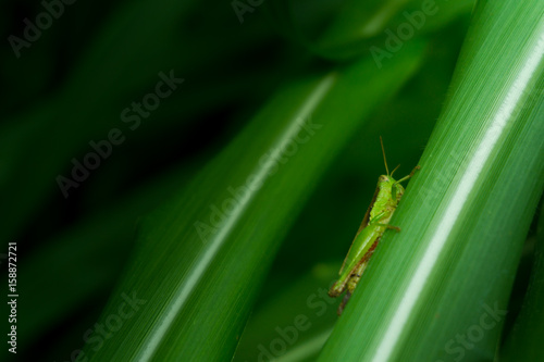 Grasshopper on leaf,Grasshopper on leaf National Park Saraburi Province, Thailand