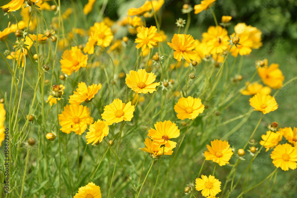 Coreopsis lanceolata jaune au printemps au jardin