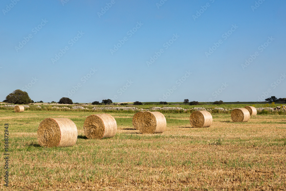 A bunch of hay bales shot in a sunny afternoon