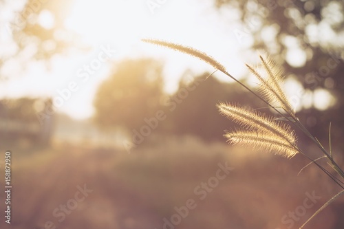 Mission grass at sunset or sunrise, the light shine on mission grass