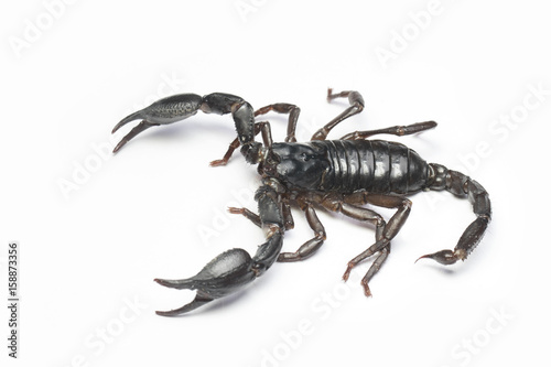 Scorpion in Thailand and Southeast Asia.