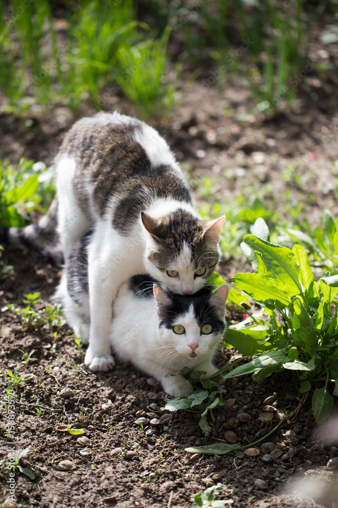 Cats make love in the spring outdoors Cats make love in the spring outdoors