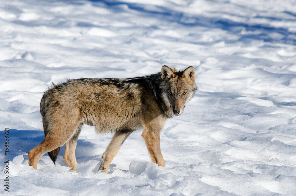 Young italian wolf (canis lupus italicus) in wildlife centre 