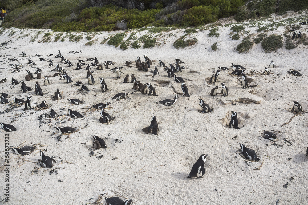 Obraz premium Penguins colony on boulders beach near Cape Town