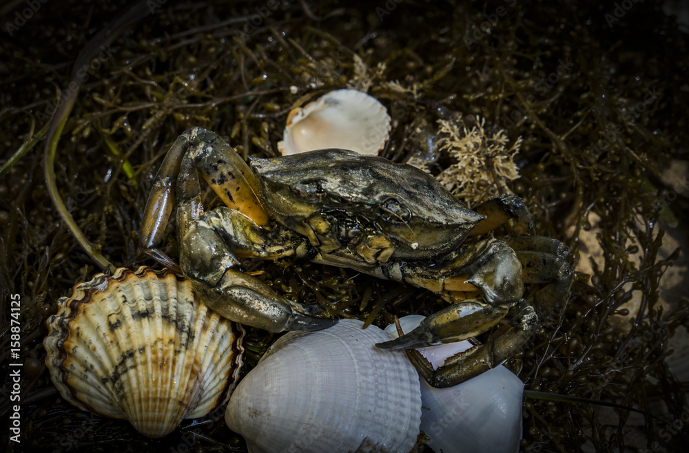 crab in seashells on the dirty sand background crab in seashells on the dirty sand background