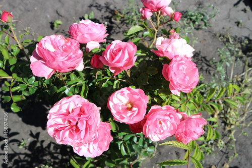 Pink undersized  patio rose flowers on a sunny day