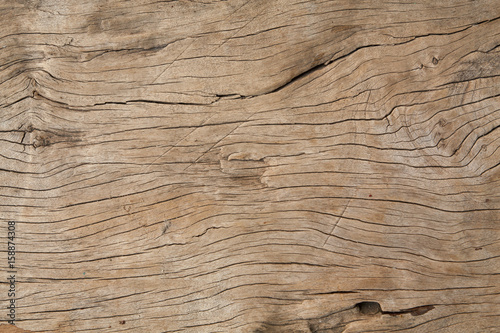 texture of bark wood use as atural