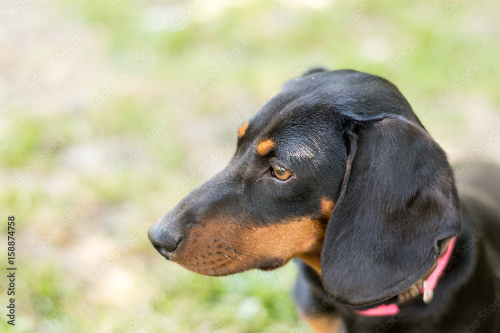 Headshot of black puppy dachshund marking in the side