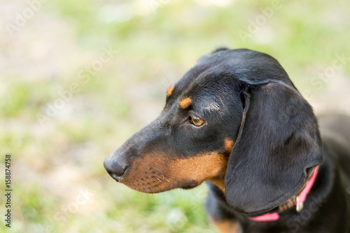 Headshot of black puppy dachshund marking in the side © zlajaphoto