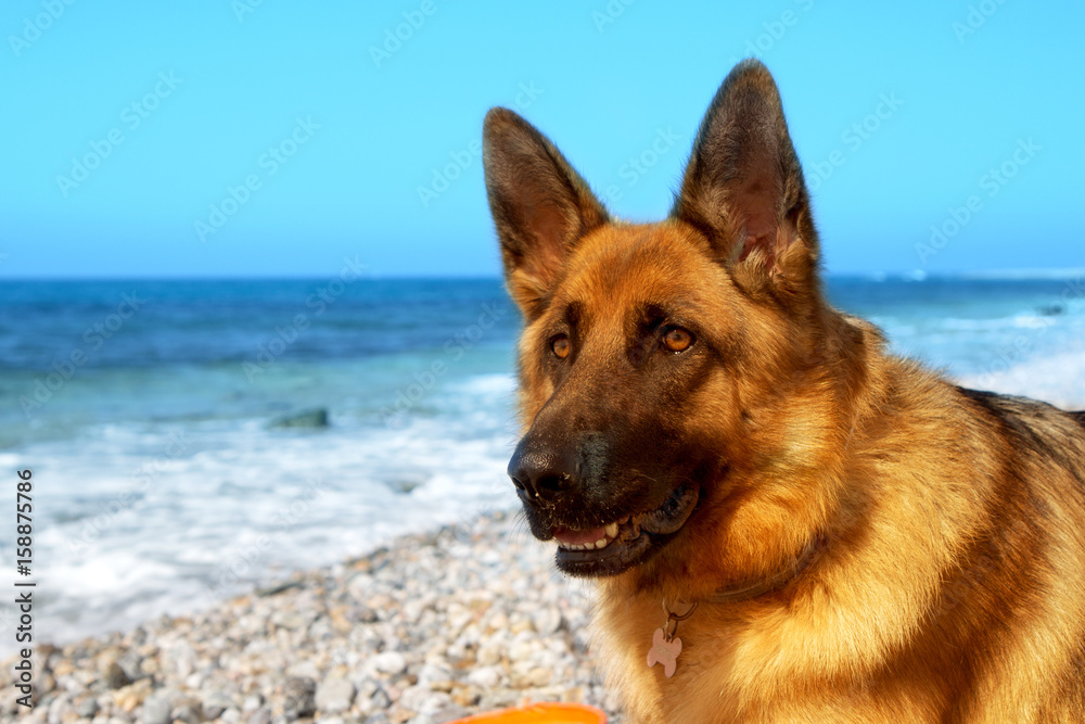 Close up portrait of German shepherd on the sunny pebble beach of Mediterranean Sea. Copy space for text.