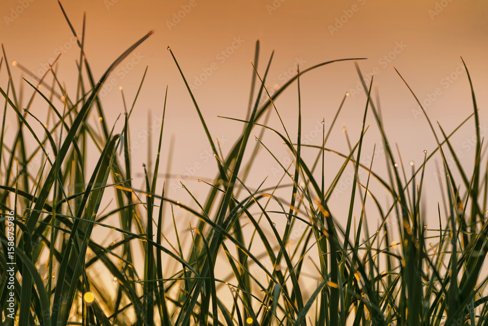 Grass with dew drops in the early morning light - close-up Grass with dew drops in the early morning light - close-up
