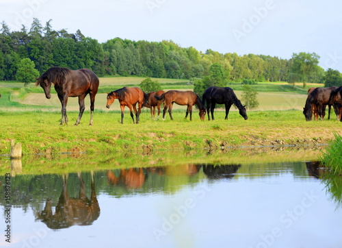 all that beautiful horses  a group of young and wild horses grasing next to a river