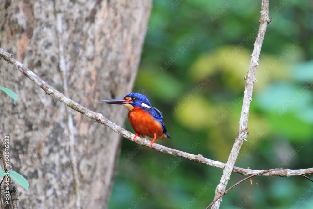 Blue-eared Kingfisher (Alcedo meninting) in Borneo, Malaysia - ルリカワセミ Blue-eared Kingfisher (Alcedo meninting) in Borneo, Malaysia - ルリカワセミ