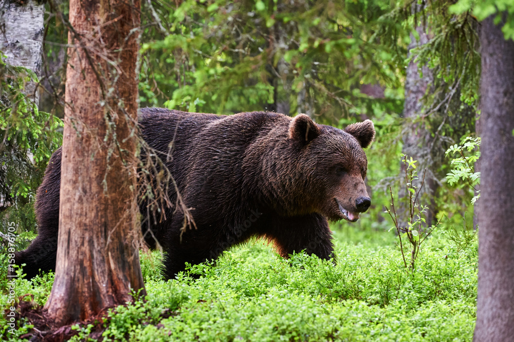 Fototapeta premium Brown bear in the forest