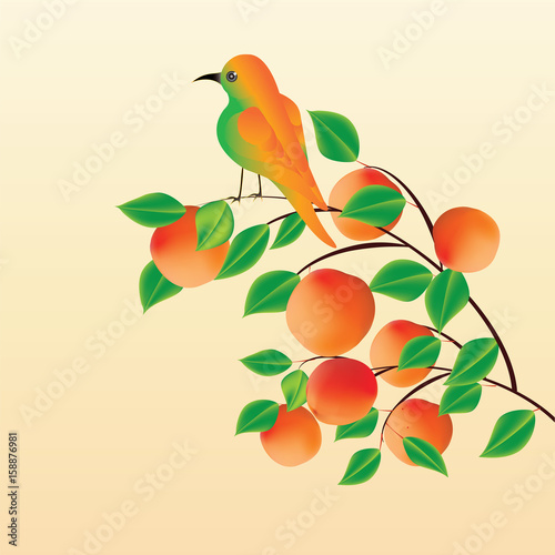 Branch with apricot peach and exotic bird on background light creative art abstract modern vector © istorsvetlana