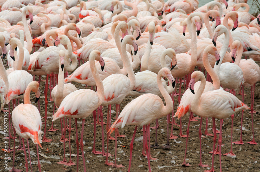 Obraz premium Pink flamingos in the African Reserve nature park in Sigean, France 