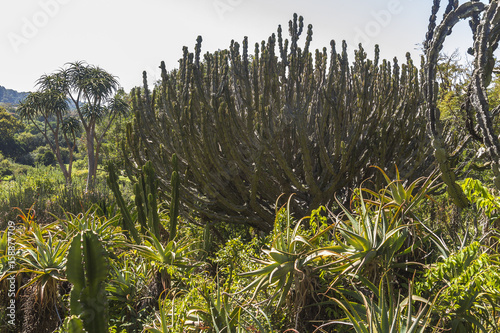 Cactus tree inside Kirstenbosch botanical garden, Cape Town photo
