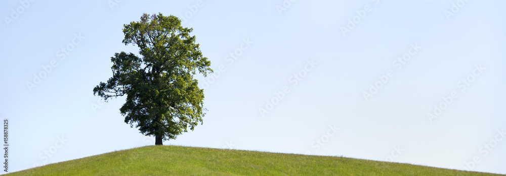 Fototapeta premium freistehender Baum