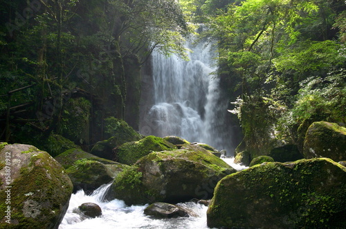 Fototapeta Naklejka Na Ścianę i Meble -  桑の木の滝