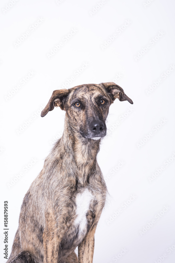 un perro adoptado fotografiado en estudio, con pelo tigrado y de actitud atento, de raza galgo