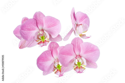  flowers of  beautiful orchid on  white background