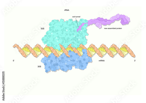 the ribosome, a complex molecular machine where new proteins are synthetized. photo