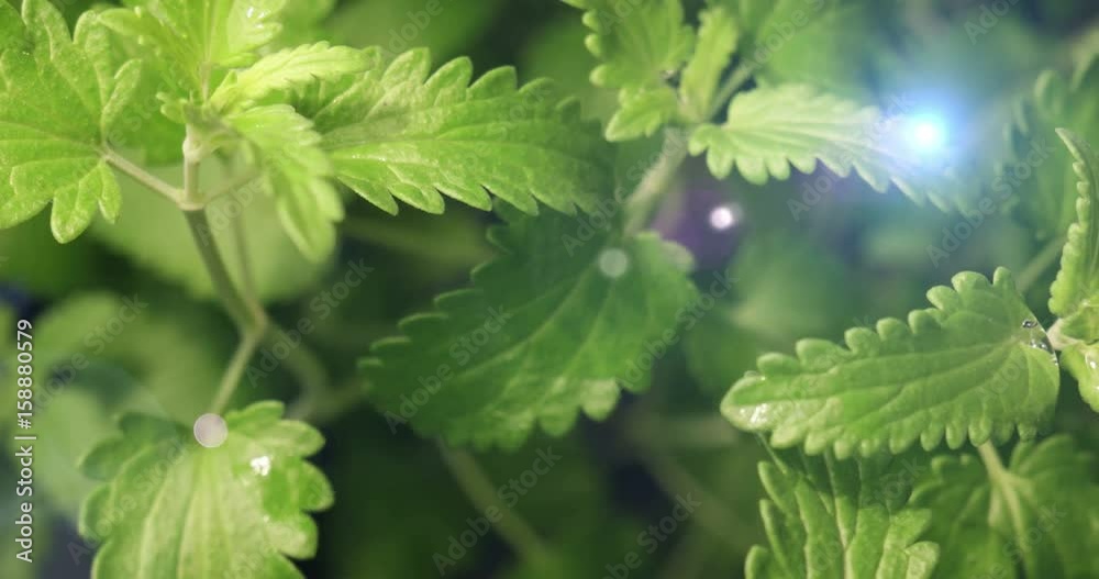 Green Balm Plant Growing Germination Background Green Balm Plant Growing Germination Background