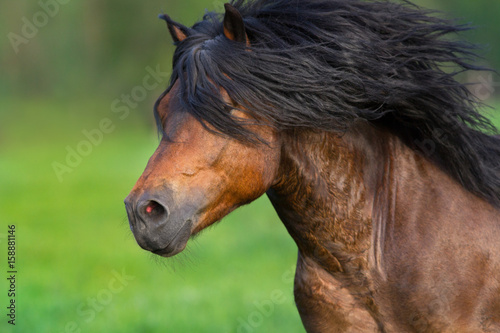 Bay stallion with long mane portrait in motion close up