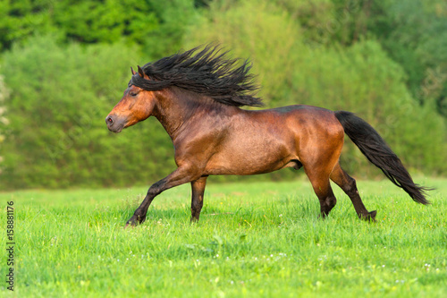 Bay horse with long mane run gallop in green pasture