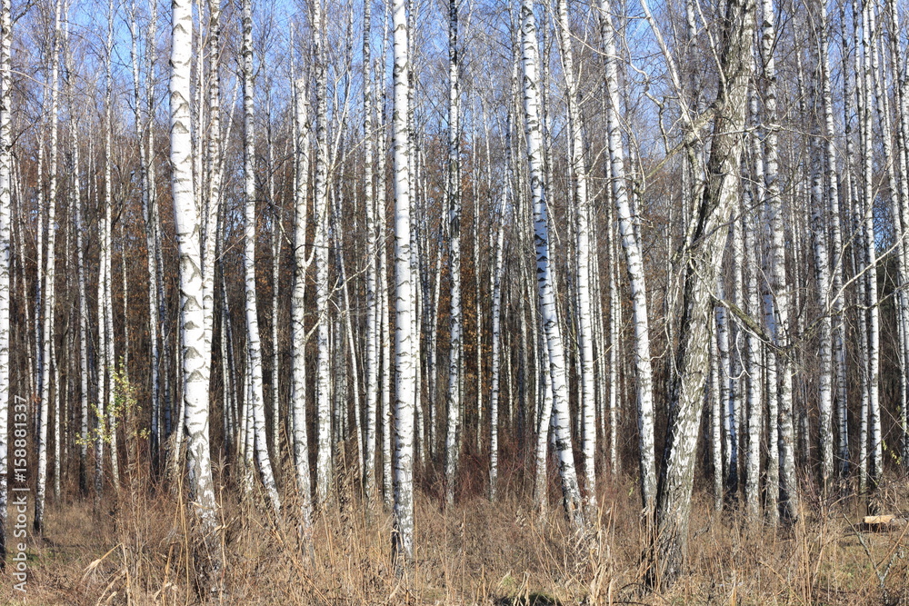 Birch grove with black-white birch trees and dried birch trunks Birch grove with black-white birch trees and dried birch trunks