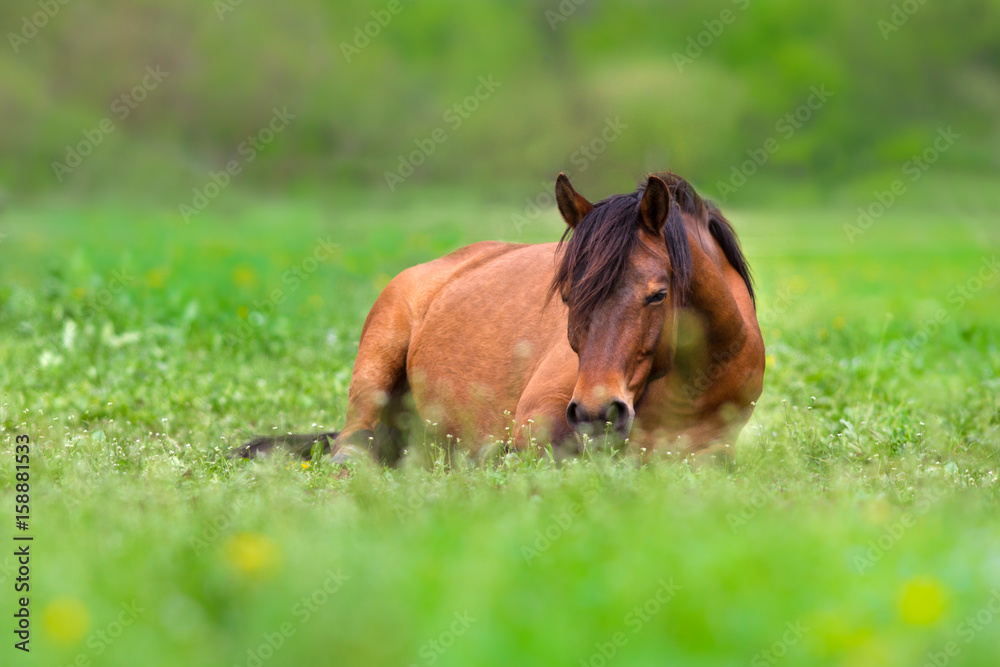 Fototapeta premium Bay mare rest and joy on green pasture