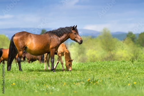 Mare and foal in herd against beautiful mountain valley at spring day