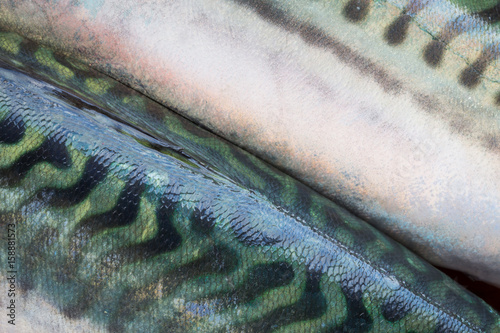 Close up of mackerel skin