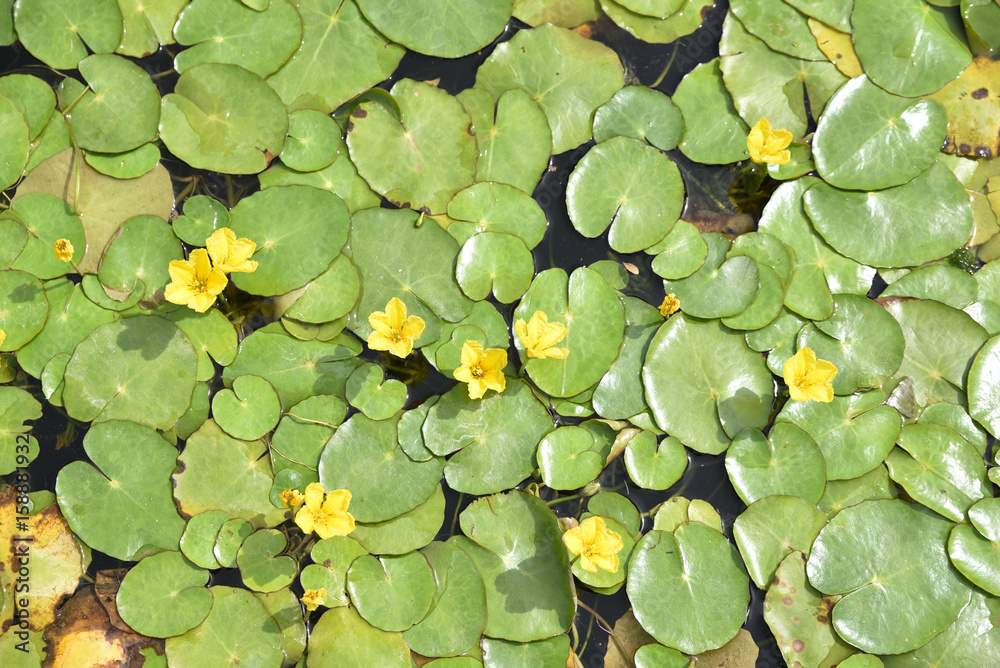 Nénuphar à petites fleurs jaune au printemps Nénuphar à petites fleurs jaune au printemps