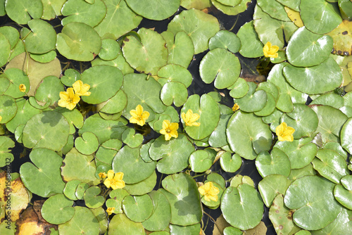 Nénuphar à petites fleurs jaune au printemps