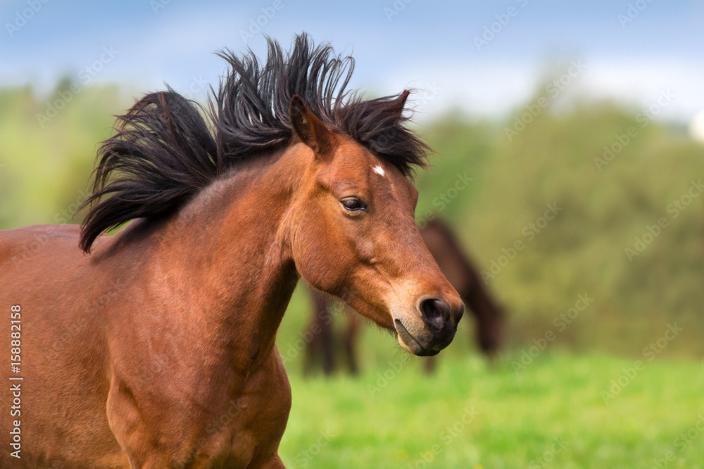 Horses portrait in motion in herd