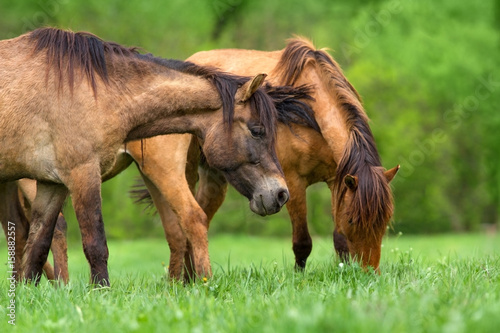 Horses on green spring pasture rest and grazing  © callipso88