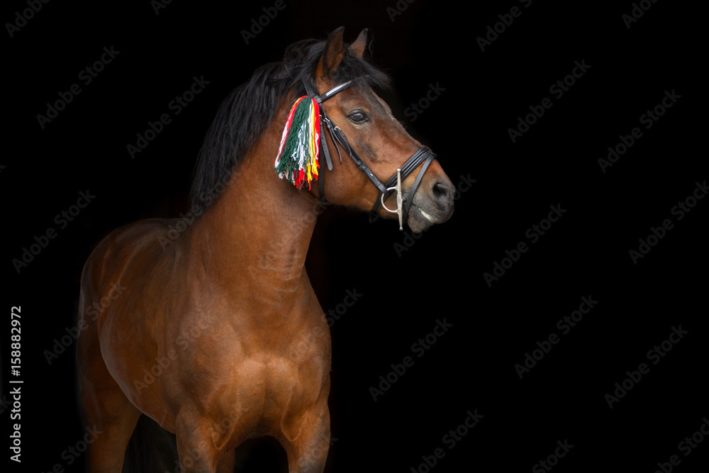 Fototapeta premium Bay hutsul stallion portrait on black background