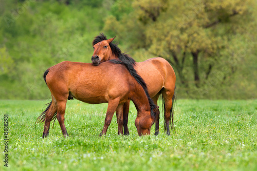 Horses on green spring pasture rest and grazing 